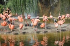 Zoo de La Palmyre
