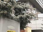 Aiguilles congelées
