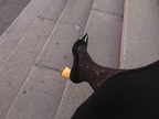 Les nouvelles chaussures sont de sortie !
