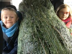 Transport de sapin en cours